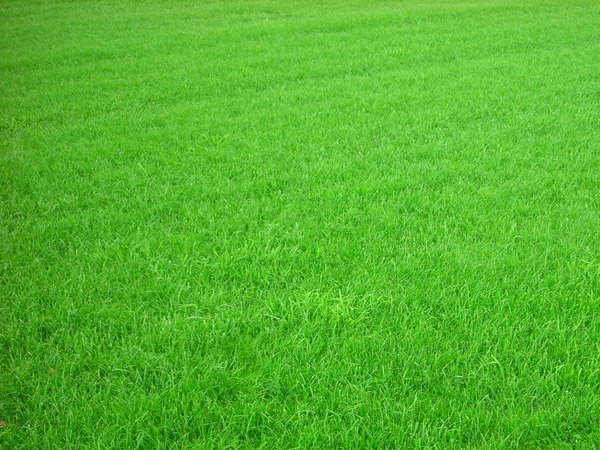 Уход за газоном на участке