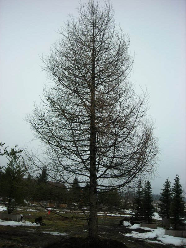 Лиственница сибирская