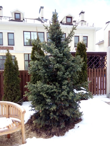 Посадка серебристой ели