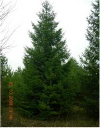 Ель до 1.5 метра