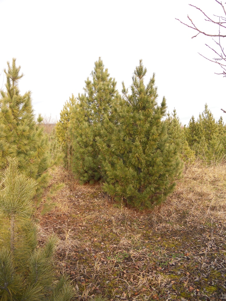 Посадка кедра сибирского