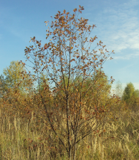 Черёмуха виргинская