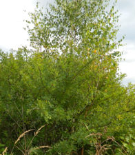 Акация жёлтая