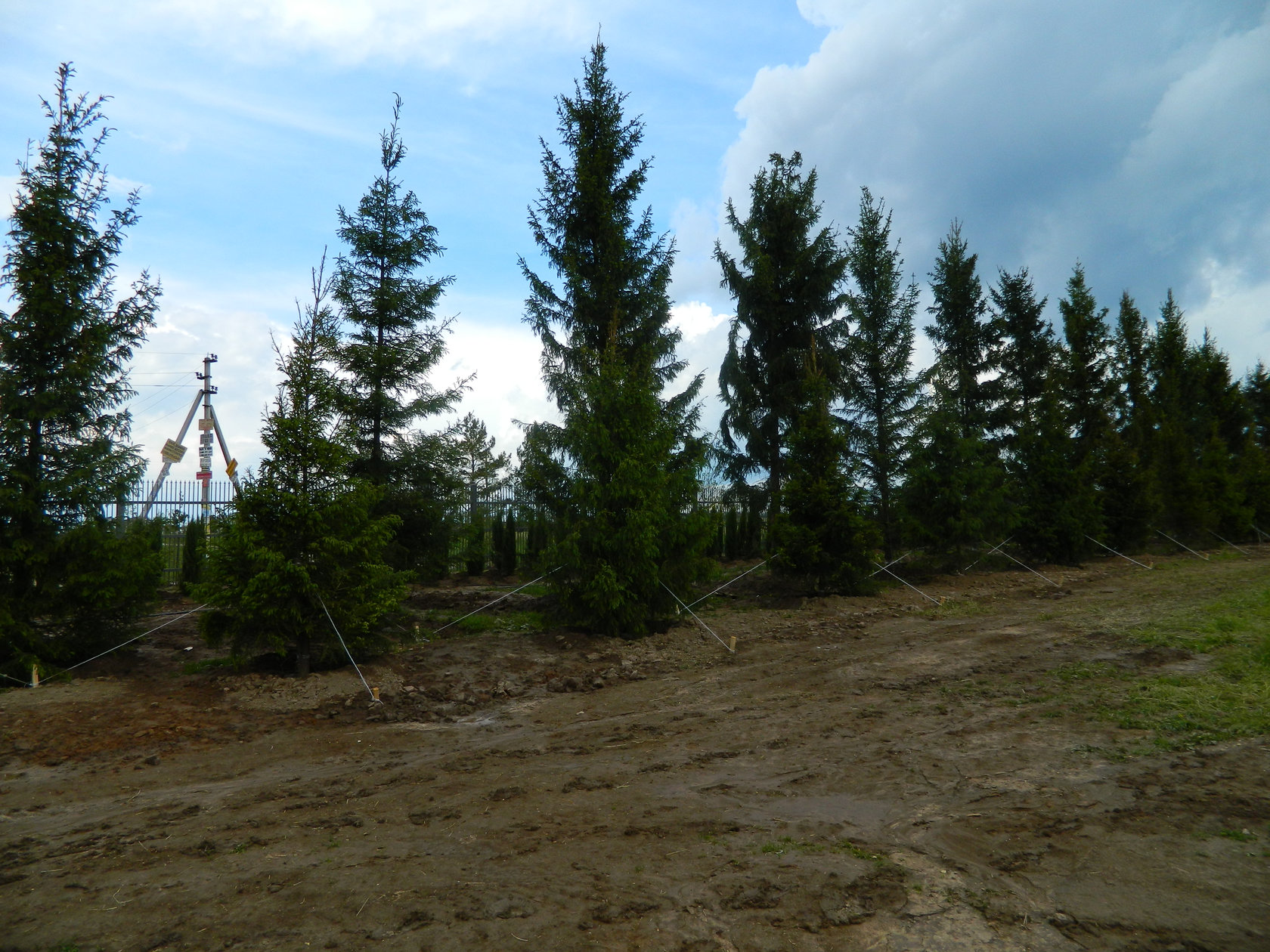 Ель обыкновенная от 7 до 8 м