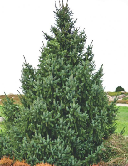 Ель сибирская