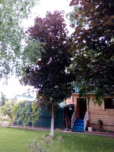 Клен остролистный высота 8 – 10 метров