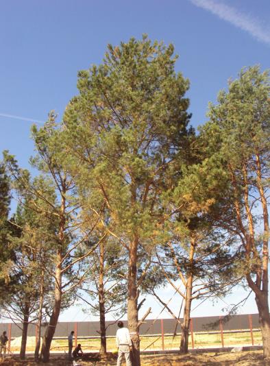 Сосна обыкновенная высота 10 – 12 метров