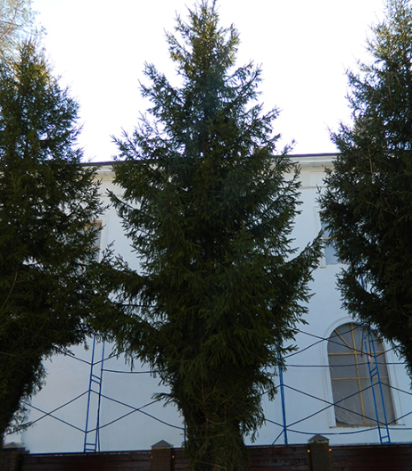 Ель обыкновенная высота 10 – 12 метров